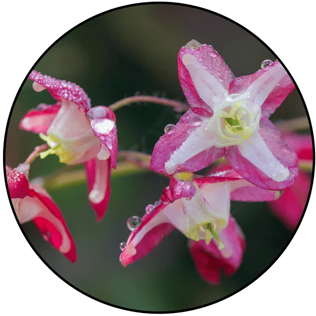 Epimedium extract used in Booster Brew