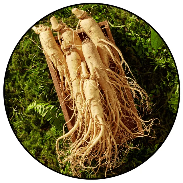 Panax Ginseng ingredient in Booster Brew